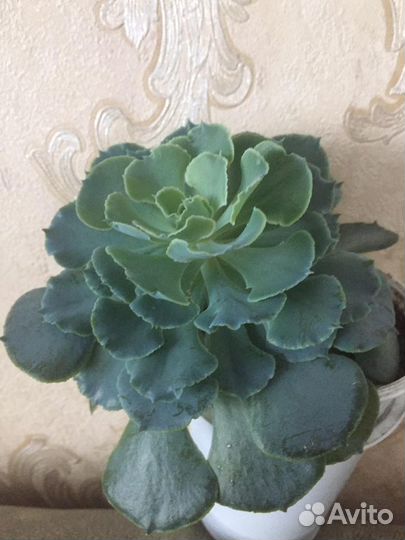Суккулент редкий цветочик. Эхеверия