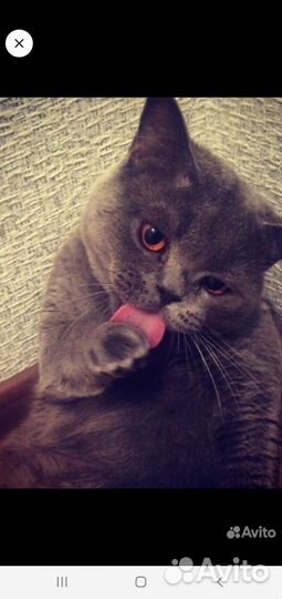 Кот на вязку