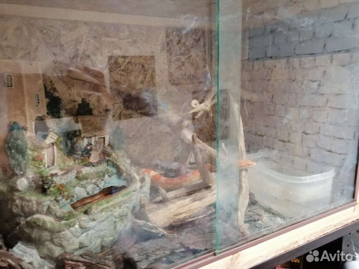 Змея маисовый полоз