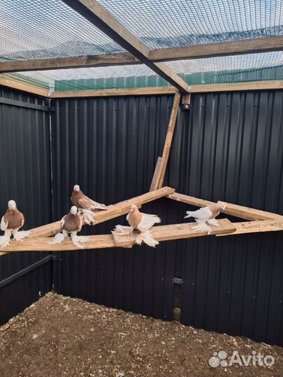 Голуби узбекские. Игровые