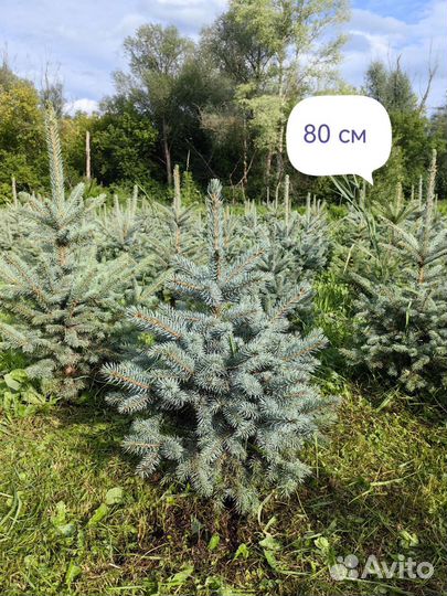 Ель голубая 0,7-2,5 м