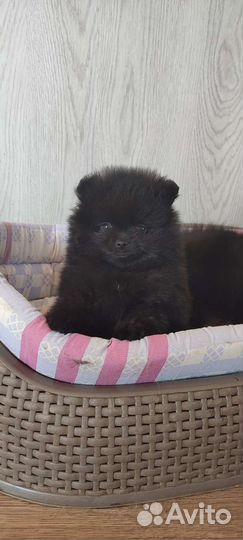 Померанский шпиц