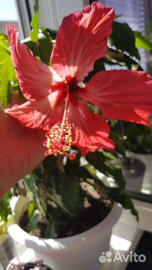 Гибискус пестролистный