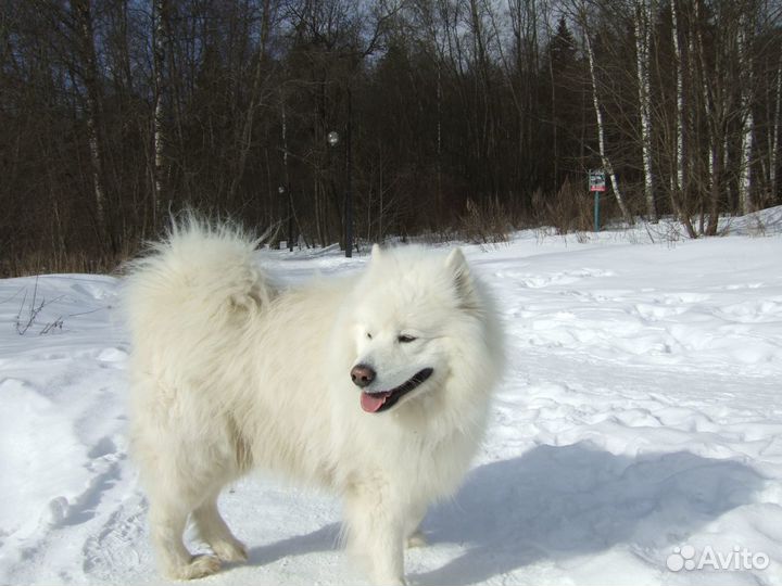 Вязка собак