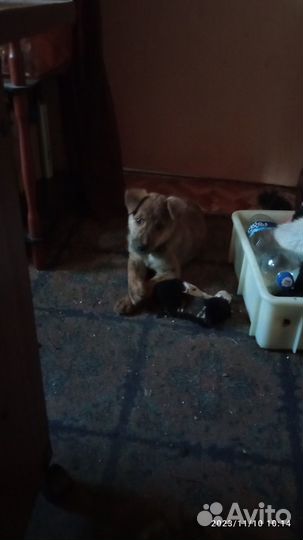 Отдам в добрые руки