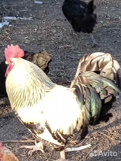 Продаю годовалых голошеих петушков