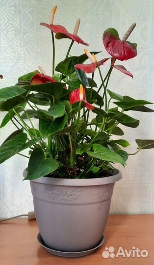 Антуриумы миниатюрные в кашпо