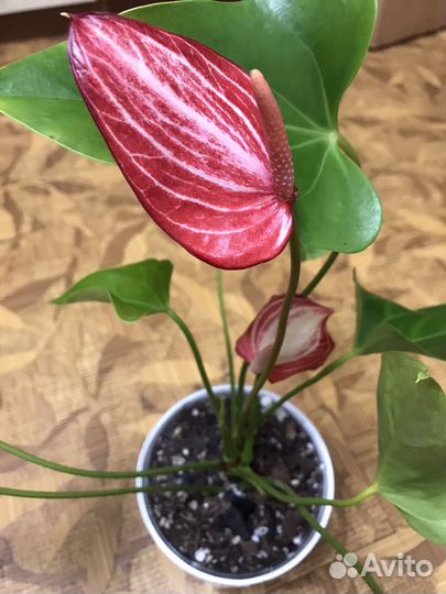 Антуриум Ливиум