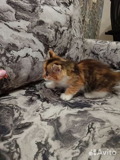 Отдам в добрые руки