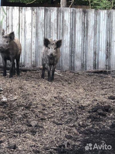 Дикий кабан