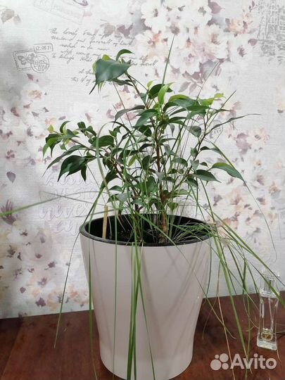 Фикус бенджамина