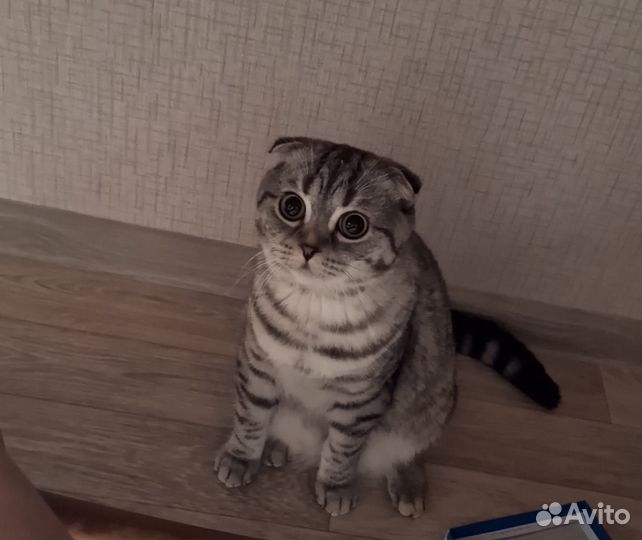 Вязка с шотландским котом