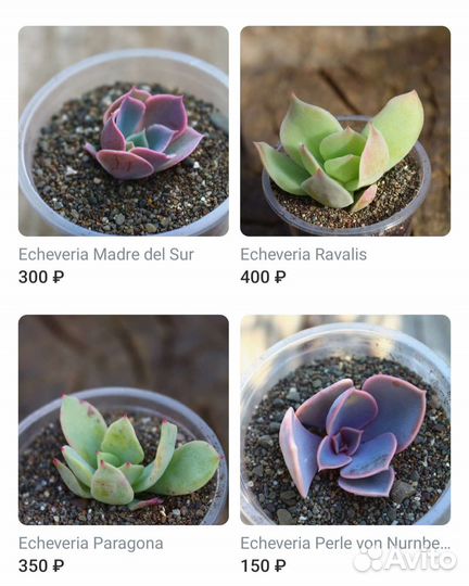 Комнатные суккуленты ч. 2