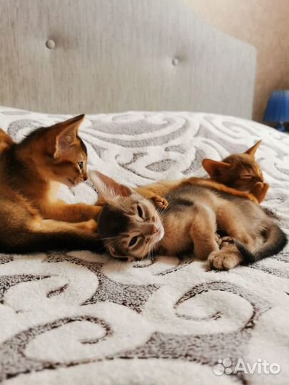 Вязка Абиссинский кот