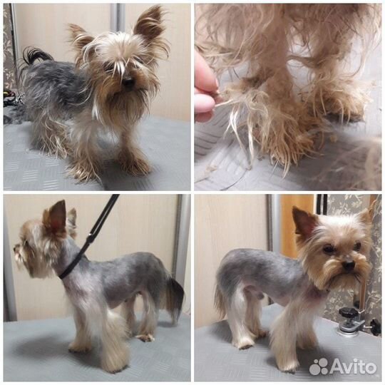 Стрижка собак