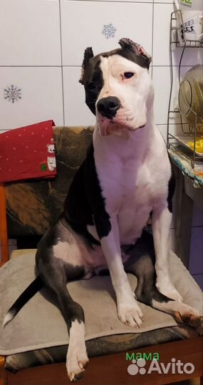 Щенки амстаффа