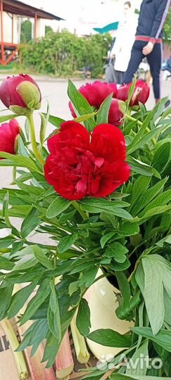 Пионы саженцы корни