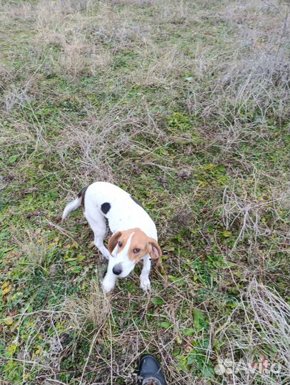 Отдам бесплатно