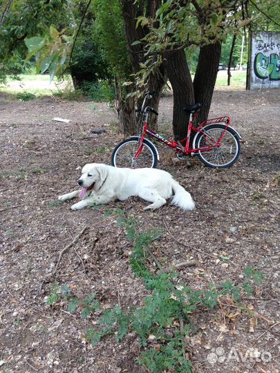 Дрессировка и передержка собак всех пород
