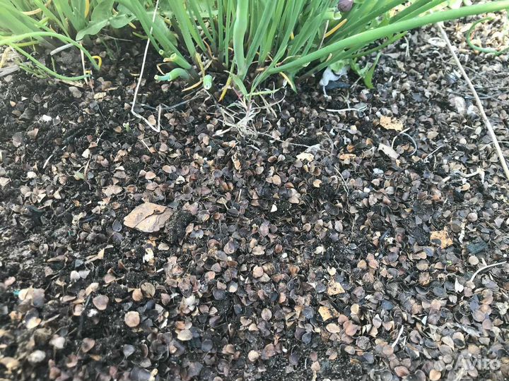 Шелуха просо