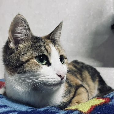 Японский бобтейл длинношёрстный, взрослая кошка