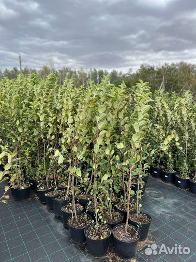 Саженцы яблони в горшках С7,5 трехлетки