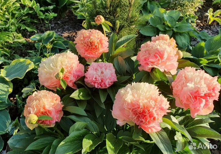 Корни пионов