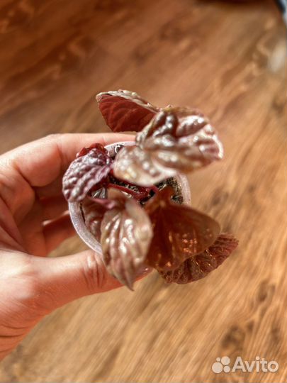 Пеперомия квито, луна рэд, абрикос