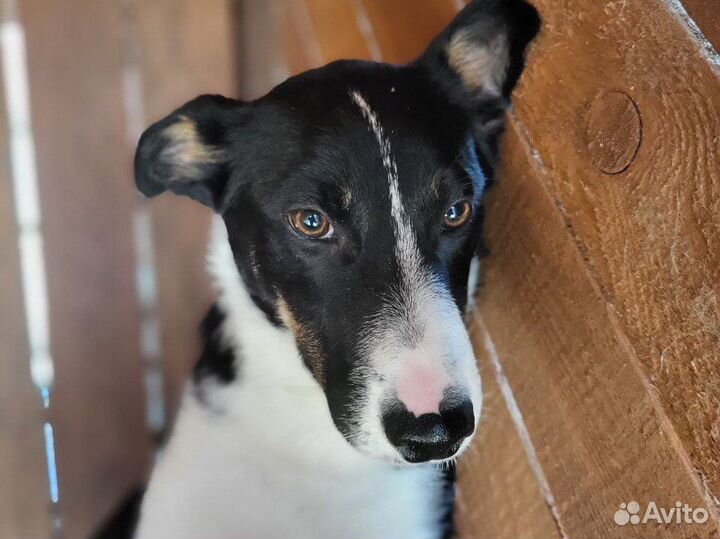 Красивые семейные щенки в дар