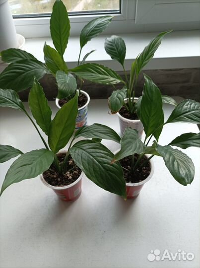 Цветы комнатные(спатифиллум)