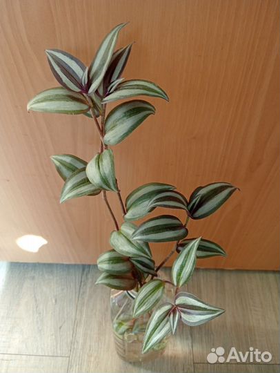 Традесканция зебрина (укоренённые черенки)