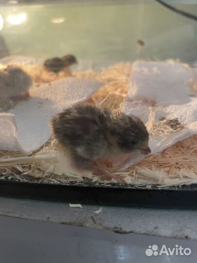 Инкубационное яйцо китайского расписного перепела