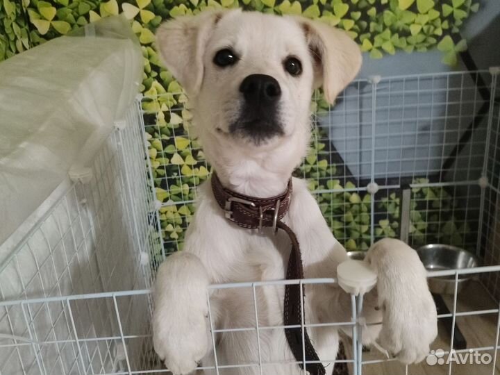 Лабрадор щенок