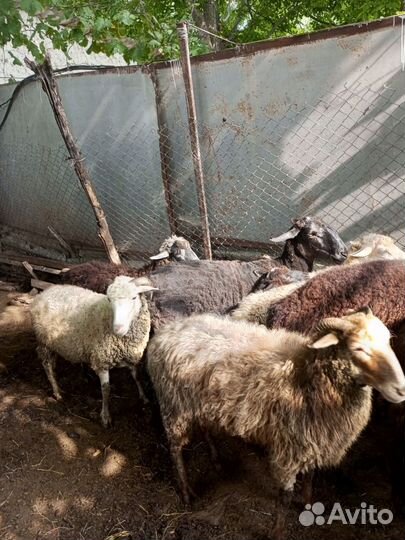 Овцы бараны ягнята