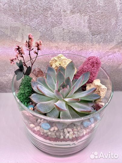 Флорариум с эхеверией