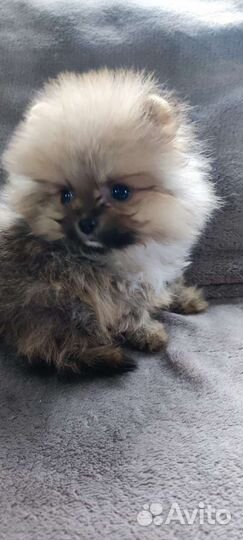 Померанский шпиц мини
