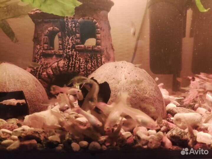 Сомики анциструсы, гуппи мальки рыбки