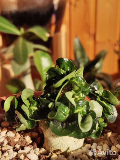 Адениум барашек из махровых семян