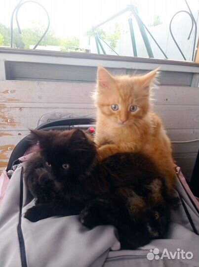 Кошка в дар