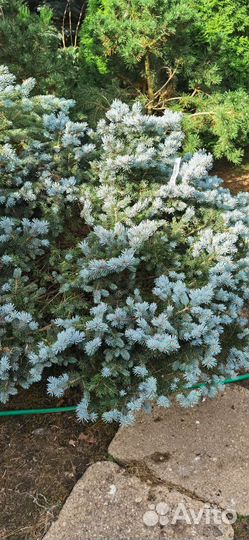 Ель глаука глобоза с60