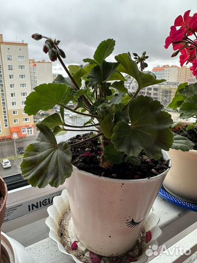 Герань пеларгония (карликовая) цветущее растение