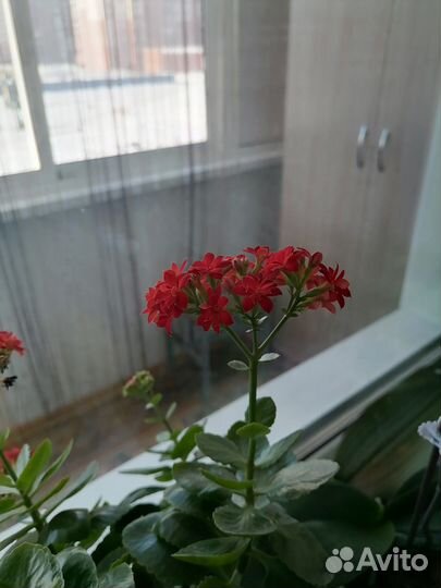 Каланхоэ (красный)