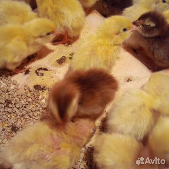 Селадоны. Перепела. Техасцы