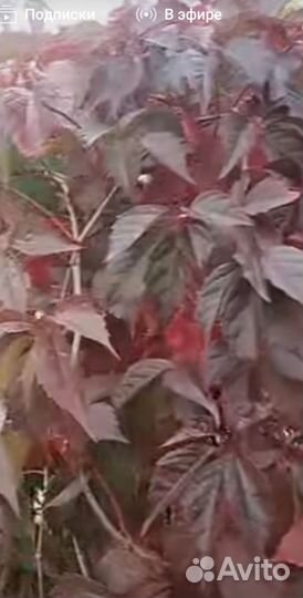 Виноград девичий