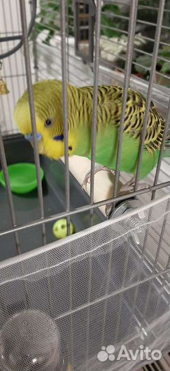 Жёрдочки деревянные для птиц с креплением 20см