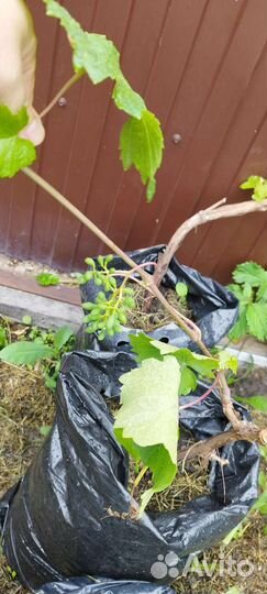 Саженцы винограда