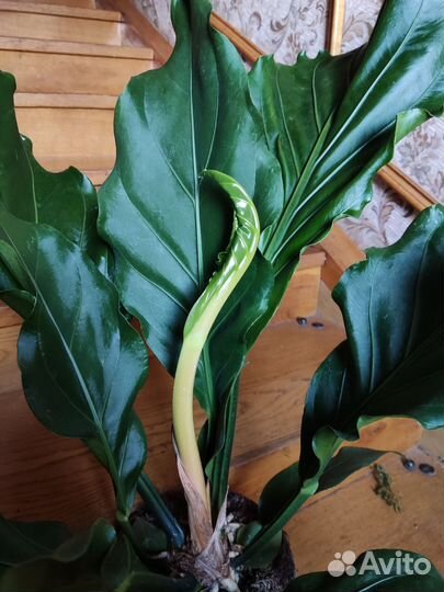 Антуриум Плаумани Шторм