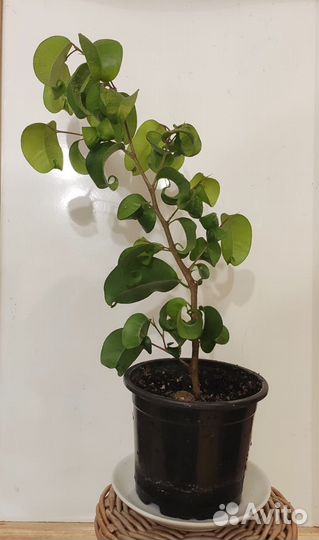 Фикус Барок