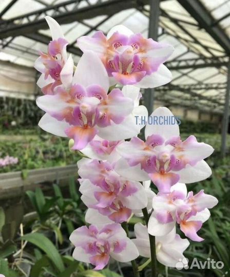 Фаленопсис