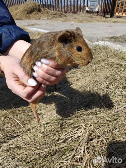 Морские свинки